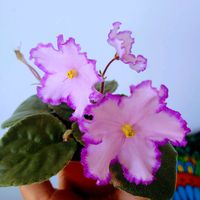 elrincondeangelina_plant
