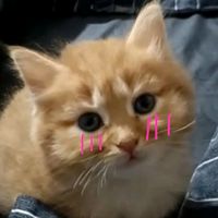 cats.gn01