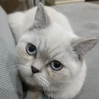 original sound - nazlithecatt
