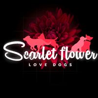 scarlet_flower_dp