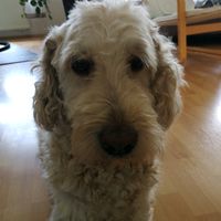 lotte_golden.duddel