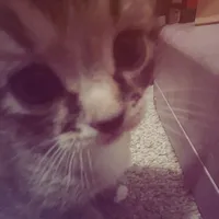 quando minha vida vai começar speed