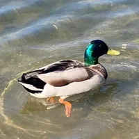 original sound - vibe._.randomvids