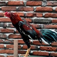 zawir_007