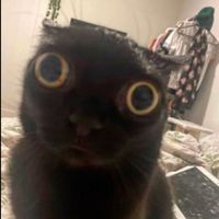 curatedclipz_