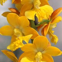 vaniasilvasilva81gmail