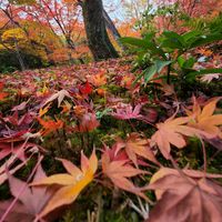 original sound - Ul Tra