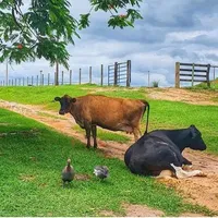 original sound - rinconllanero