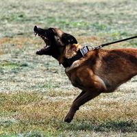 btaworkingdogs