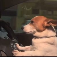 sonido original - Perrito chófer