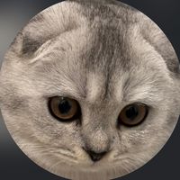 spoonisnotacat