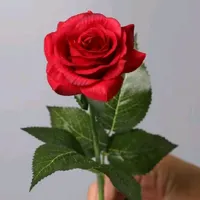 Nyalahkan Api Kehidupan.