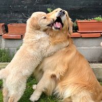 thiagoandgiottogolden