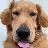 coopmanthegolden