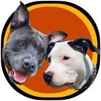 adequeenamericanpitbull