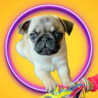 original sound - dolores_thepug