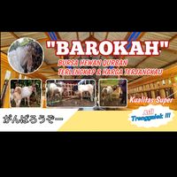 suara asli - BAROKAHKAMBING🐐