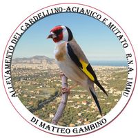 gambinocardellini1mmu