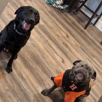 amyandherpups