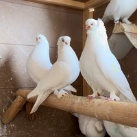 engin_04040