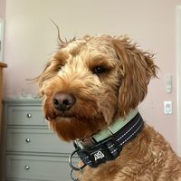 tuckerthegoldendoodle592