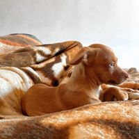 simbapetcaramelo