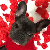 chloefrenchbulldog___