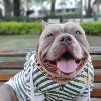 jaimitobully7