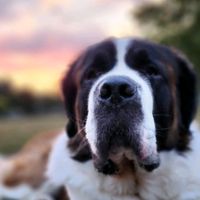 TT the Saint Bernard