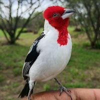 galo.d.campina.gaiolas