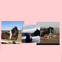 swe.equestrians2.0