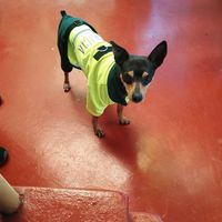 simesiguesyotesigo144