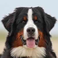ivytheberner