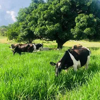 original sound - rancho_sanfernando