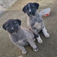 kangal.tr2675