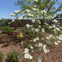 hillcrestlandscapingcon8