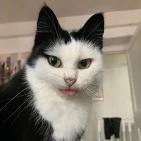 original sound - lenablvn