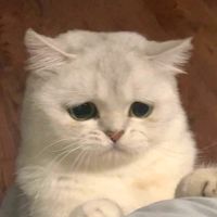suara asli - NPC MU🙂