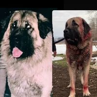 karabash_jr