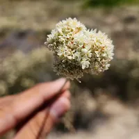 original sound - espiang7