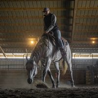turnkeytrailhorses