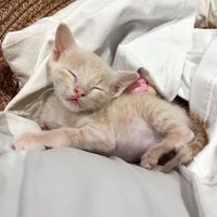 เสียงต้นฉบับ - sochi.thailand