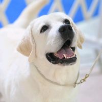 ktw.labrador