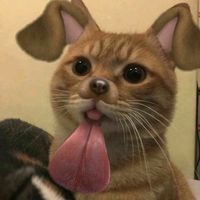 jjvy_a