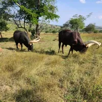 original sound - enock.tayebwa