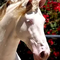 original sound - joanadarcvieira71