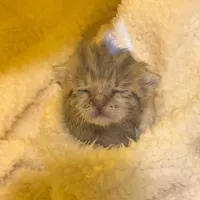 original sound - thekittenchoreographer