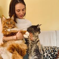 оригінальний звук