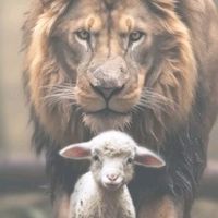 jefersonaraujo295132