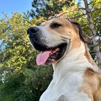 cocothedane